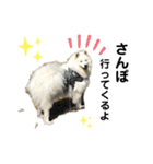 愛犬サモエド ハクシリーズ（個別スタンプ：1）