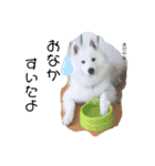 愛犬サモエド ハクシリーズ（個別スタンプ：2）