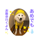 愛犬サモエド ハクシリーズ（個別スタンプ：3）