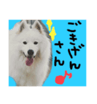 愛犬サモエド ハクシリーズ（個別スタンプ：5）