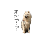 愛犬サモエド ハクシリーズ（個別スタンプ：6）