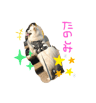 愛犬サモエド ハクシリーズ（個別スタンプ：7）