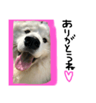 愛犬サモエド ハクシリーズ（個別スタンプ：9）