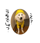 愛犬サモエド ハクシリーズ（個別スタンプ：10）
