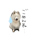 愛犬サモエド ハクシリーズ（個別スタンプ：11）