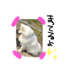 愛犬サモエド ハクシリーズ（個別スタンプ：12）