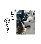 愛犬サモエド ハクシリーズ（個別スタンプ：14）
