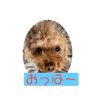 晴明（個別スタンプ：3）