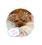 晴明（個別スタンプ：15）