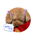 晴明（個別スタンプ：27）