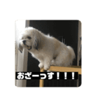 働くポキです！（個別スタンプ：1）