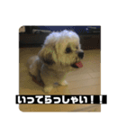 働くポキです！（個別スタンプ：3）