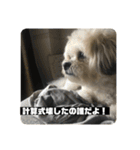 働くポキです！（個別スタンプ：11）