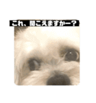 働くポキです！（個別スタンプ：13）
