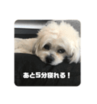働くポキです！（個別スタンプ：14）