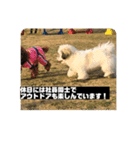 働くポキです！（個別スタンプ：16）
