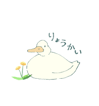 あひるとたんぽぽ（個別スタンプ：6）