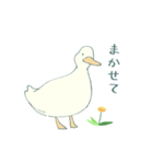 あひるとたんぽぽ（個別スタンプ：17）