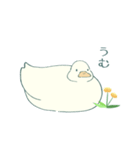あひるとたんぽぽ（個別スタンプ：24）