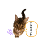 モカすたんぷ3（個別スタンプ：3）