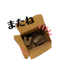 モカすたんぷ3（個別スタンプ：18）