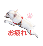 フレブルのどんべぇクン（個別スタンプ：6）
