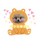 ポメラニアンほたてのスタンプ（個別スタンプ：10）