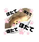 ポメラニアンほたてのスタンプ（個別スタンプ：12）