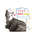 わたしミーコ♡（個別スタンプ：2）