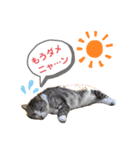 わたしミーコ♡（個別スタンプ：3）