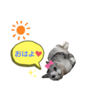 わたしミーコ♡（個別スタンプ：6）
