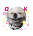 ぶちゃかわ しし丸（個別スタンプ：3）
