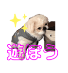 ぶちゃかわ しし丸（個別スタンプ：7）