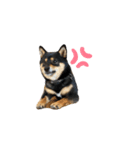 豆柴すたんぷ①（個別スタンプ：1）