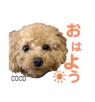 COCOスタンプ♡2（個別スタンプ：1）