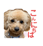 COCOスタンプ♡2（個別スタンプ：2）