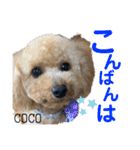 COCOスタンプ♡2（個別スタンプ：3）