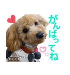 COCOスタンプ♡2（個別スタンプ：12）