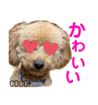 COCOスタンプ♡2（個別スタンプ：16）