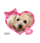 COCOスタンプ♡2（個別スタンプ：17）