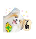 ライト動物病院ver.2（個別スタンプ：1）