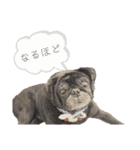 ライト動物病院ver.2（個別スタンプ：4）