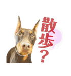ライト動物病院ver.2（個別スタンプ：10）