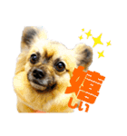 ライト動物病院ver.2（個別スタンプ：12）