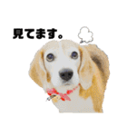 ライト動物病院ver.2（個別スタンプ：15）