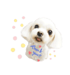 ライト動物病院ver.2（個別スタンプ：22）