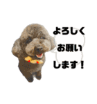 ライト動物病院ver.2（個別スタンプ：24）