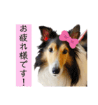 ライト動物病院ver.2（個別スタンプ：26）