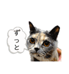 ライト動物病院ver.2（個別スタンプ：28）