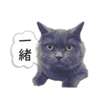 ライト動物病院ver.2（個別スタンプ：29）